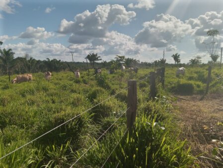 Bauernhof kaufen in Pará in Brasilien