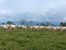 Fazenda kaufen in Bahia,Brasilien