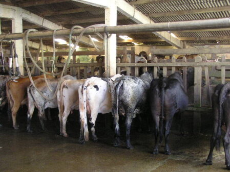 Fazenda kaufen in Rio de Janeiro