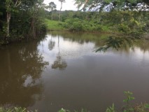 Bauernhof mit Rinderzucht Brasilien