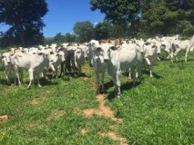 Farm with livestock in Goiás Brazil