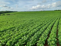 Fazenda com 3106 hectares Mato Grosso