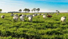 Fazenda com 643 ha no Pará