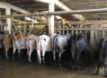 Fazendas pecuária e agricultura Rio de Janeiro 