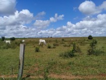 Agricultura com 1200 ha no Mato Grosso